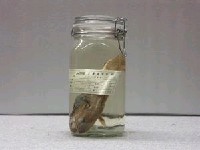 藏品(日本小褐鱈)的圖片